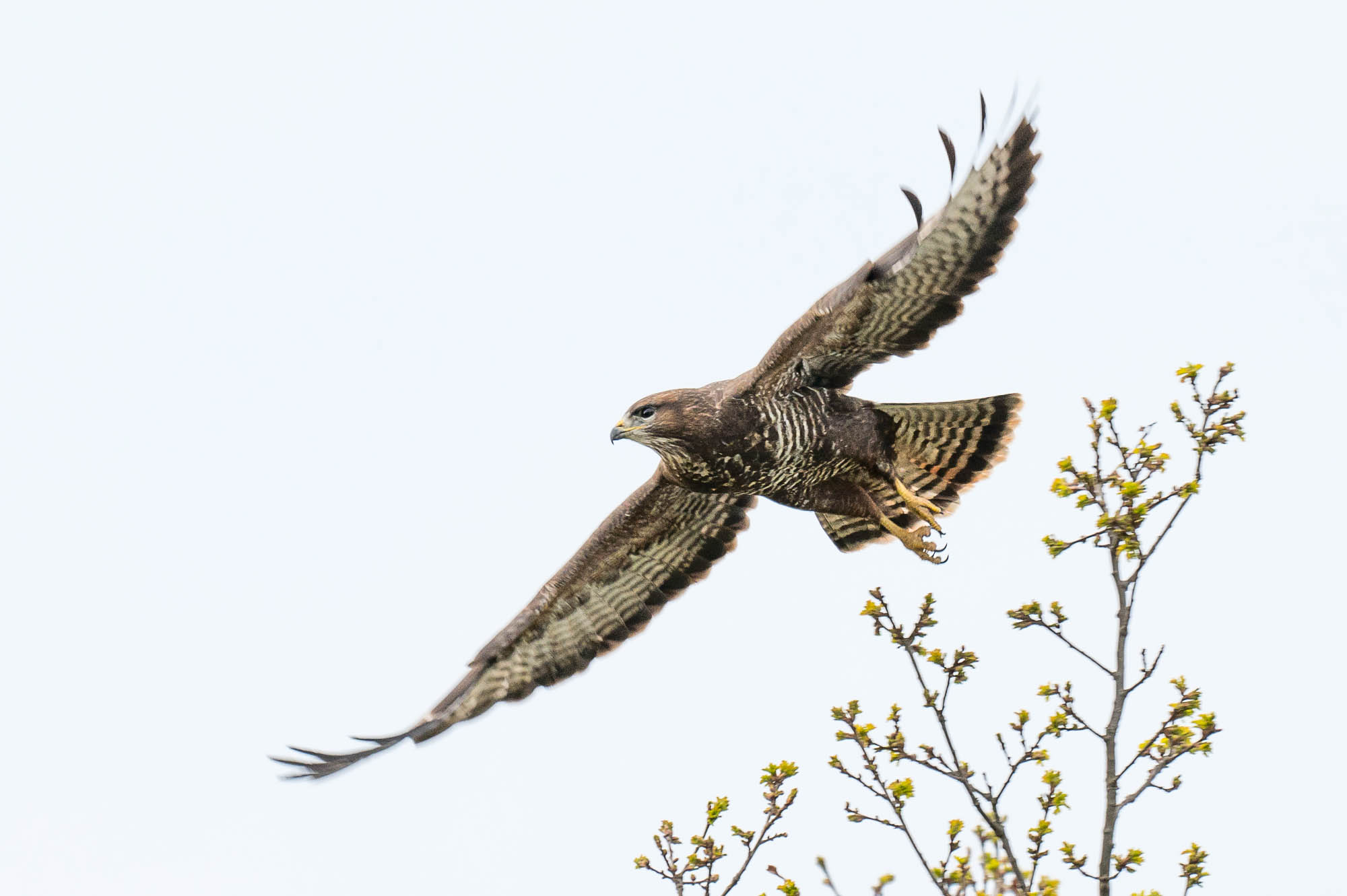 Beijershamns Naturreservat. 4 Maj 2024.
