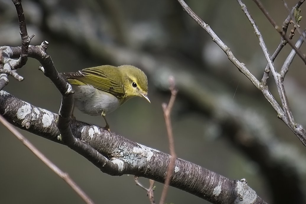 Beijershamns naturreservat,Öland. 3 Maj 2024.