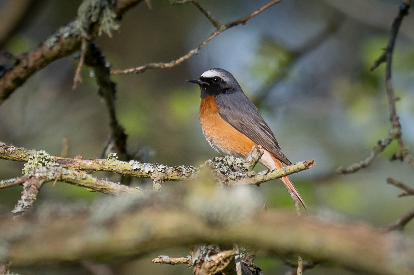 Hane. Beijershamns naturreservat, Öland. 3 Maj 2024.